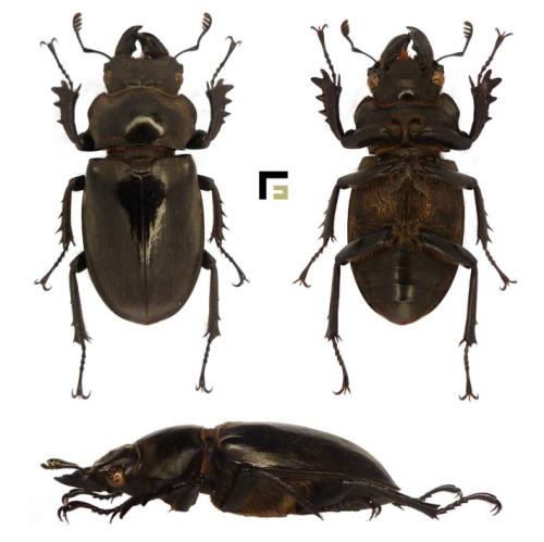 Lucanus nobilis